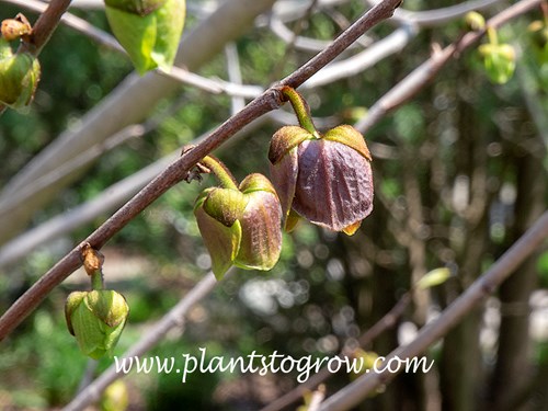 Wilson Pawpaw (Asimina triloba)
The flowers are open before the leaves. (precocious)